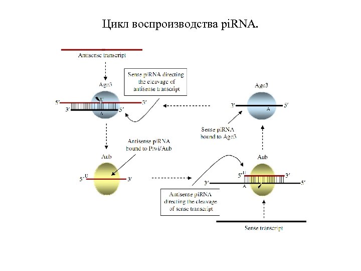 Цикл воспроизводства pi. RNA. 