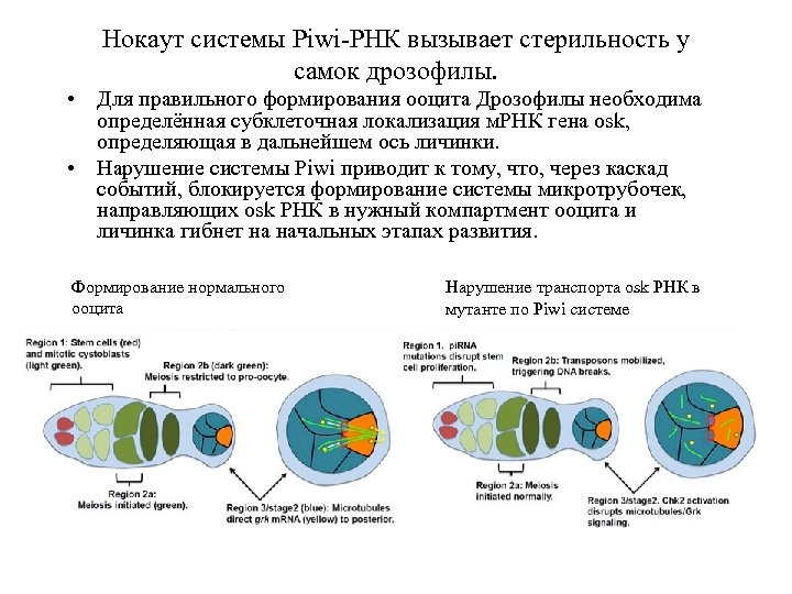 Нокаут системы Piwi-РНК вызывает стерильность у самок дрозофилы. • Для правильного формирования ооцита Дрозофилы