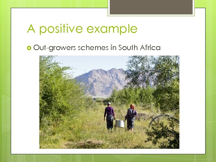 A positive example Out-growers schemes in South Africa 