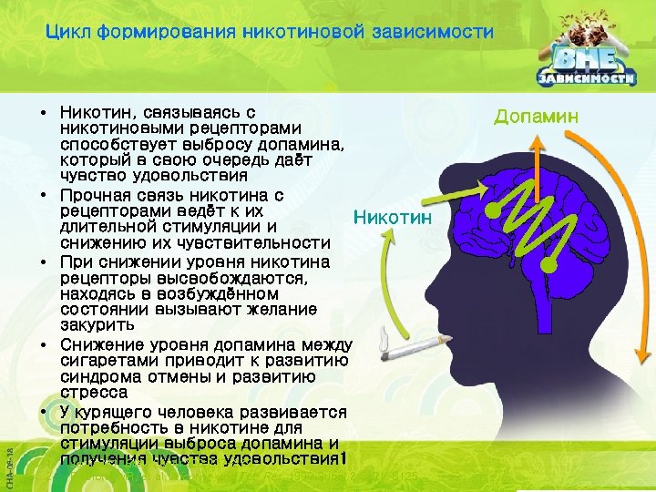 Цикл формирования никотиновой зависимости • Никотин, связываясь с никотиновыми рецепторами способствует выбросу допамина, который