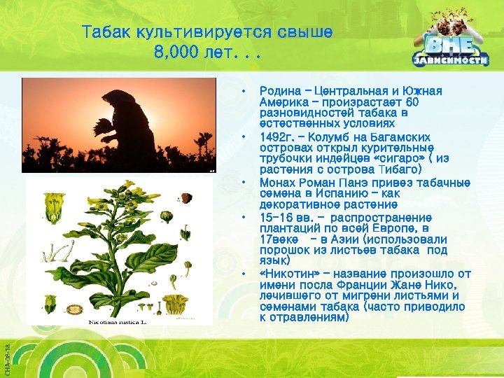 Табак культивируется свыше 8, 000 лет. . . • • • Родина – Центральная