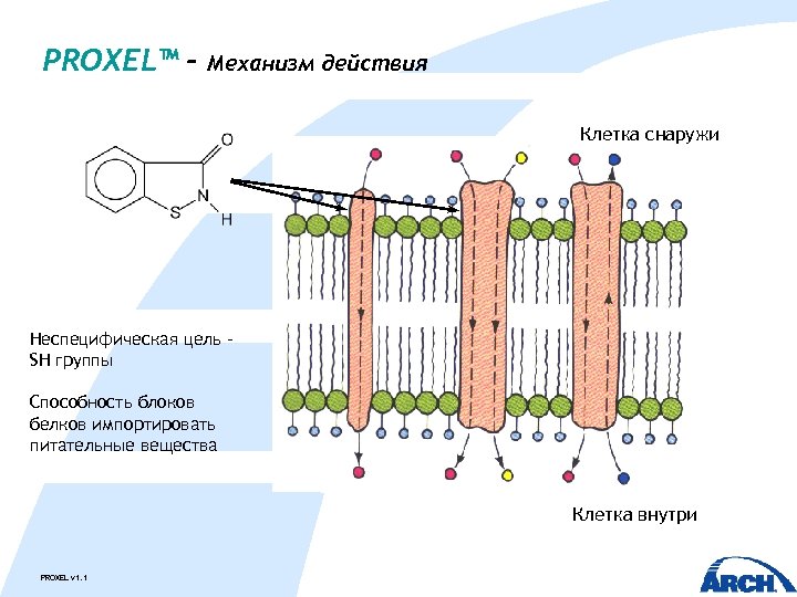 PROXEL™ - Механизм действия Клетка снаружи Неспецифическая цель SH группы Способность блоков белков импортировать