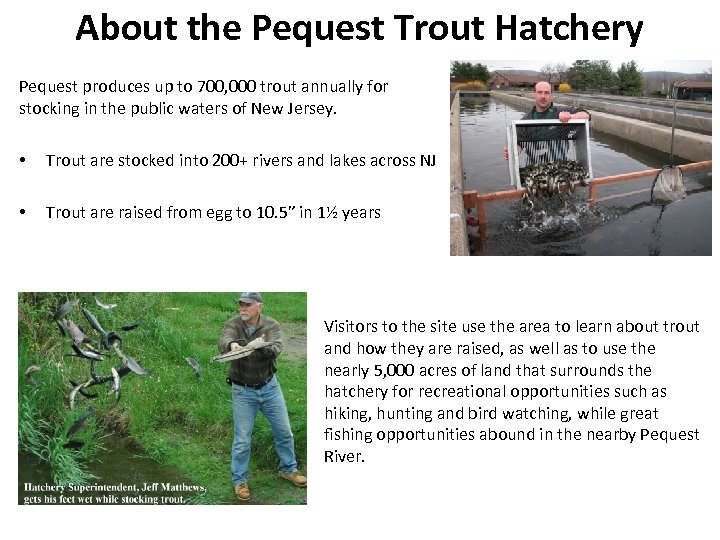 About the Pequest Trout Hatchery Pequest produces up to 700, 000 trout annually for