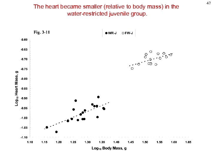 The heart became smaller (relative to body mass) in the water-restricted juvenile group. 47