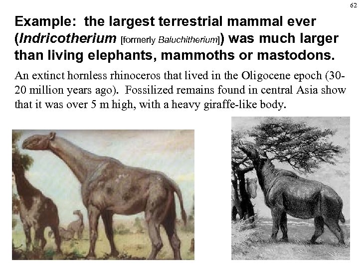 62 Example: the largest terrestrial mammal ever (Indricotherium [formerly Baluchitherium]) was much larger than