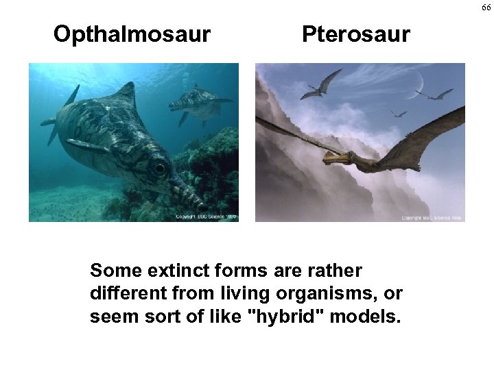 66 Opthalmosaur Pterosaur Some extinct forms are rather different from living organisms, or seem