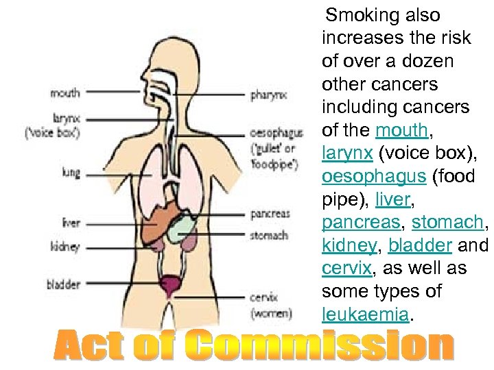 Smoking also increases the risk of over a dozen other cancers including cancers of