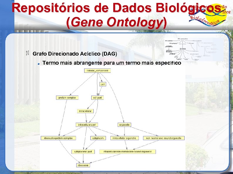 Repositórios de Dados Biológicos (Gene Ontology) Grafo Direcionado Acíclico (DAG) Termo mais abrangente para