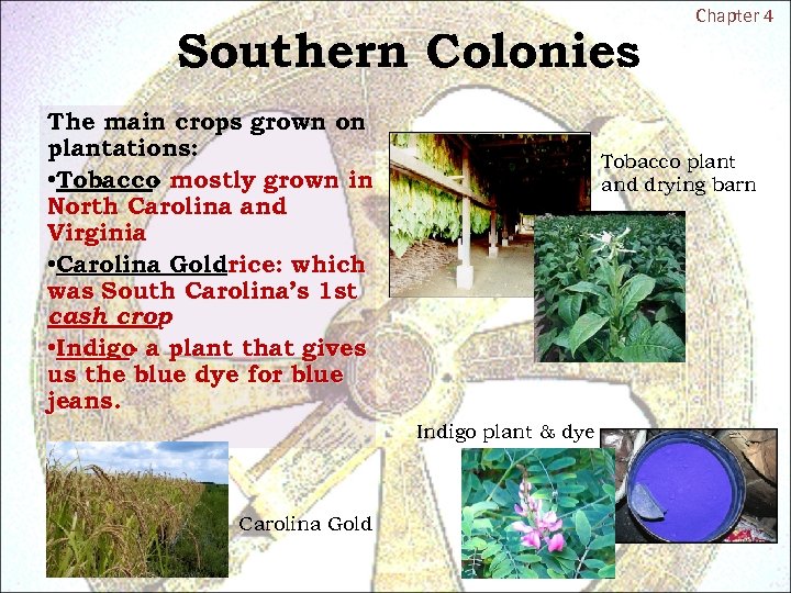 Southern Colonies The main crops grown on plantations: • Tobacco mostly grown in North