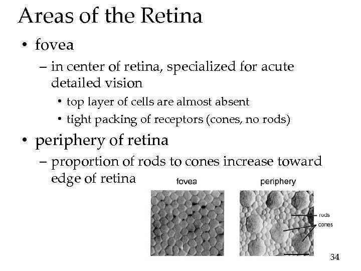 Areas of the Retina • fovea – in center of retina, specialized for acute