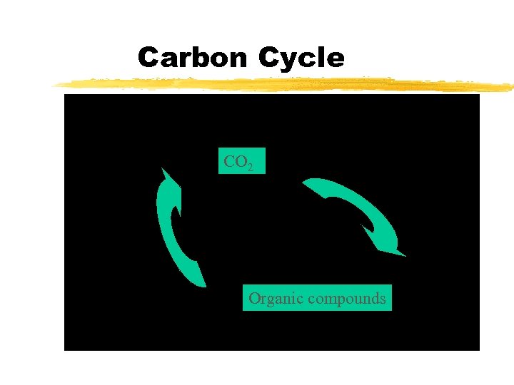 Carbon Cycle CO 2 Organic compounds 