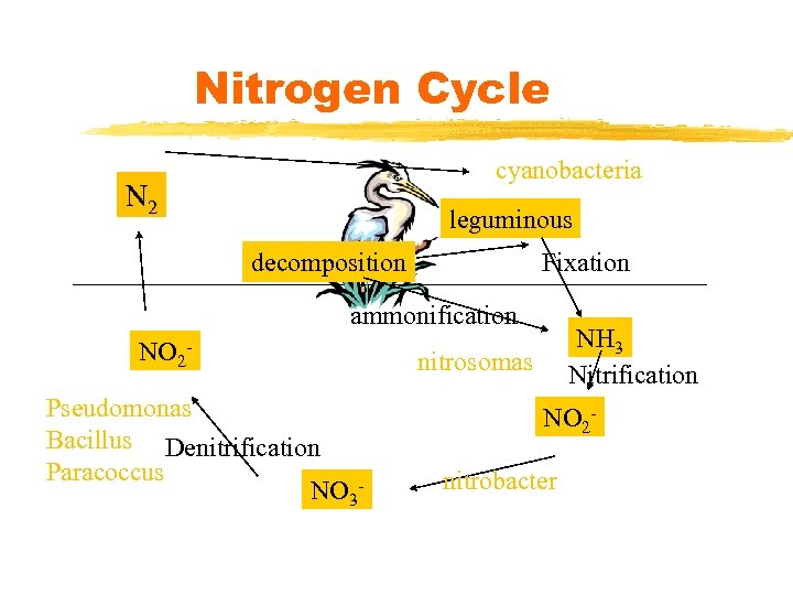 Nitrogen Cycle cyanobacteria N 2 leguminous decomposition Fixation ammonification NO 2 Pseudomonas Bacillus Denitrification