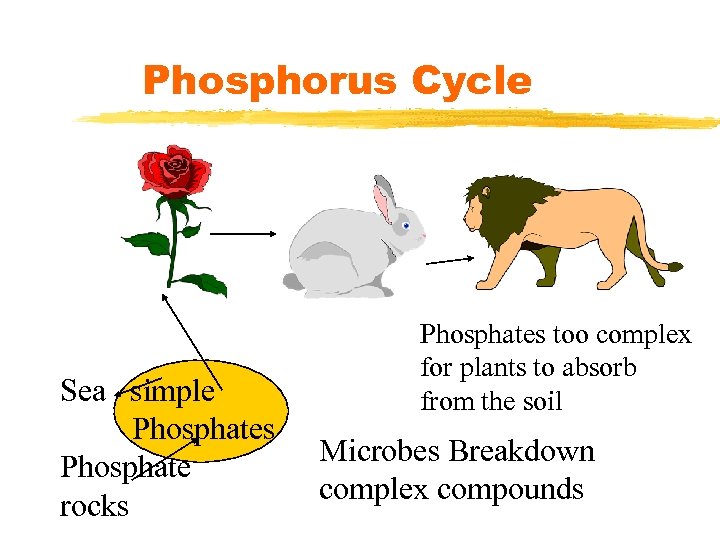 Phosphorus Cycle Sea simple Phosphates Phosphate rocks Phosphates too complex for plants to absorb