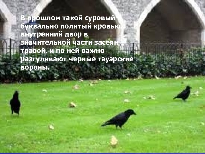 В прошлом такой суровый и буквально политый кровью внутренний двор в значительной части засеян