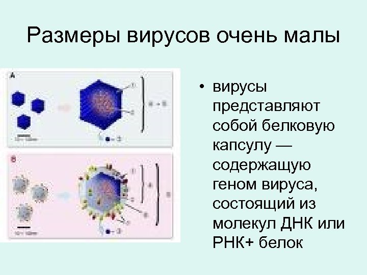 Размеры вирусов очень малы • вирусы представляют собой белковую капсулу — содержащую геном вируса,