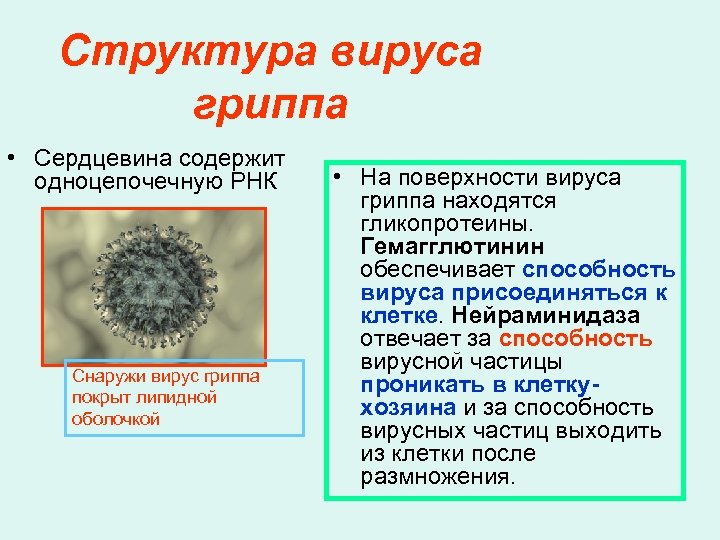 Структура вируса гриппа • Сердцевина содержит одноцепочечную РНК Снаружи вирус гриппа покрыт липидной оболочкой