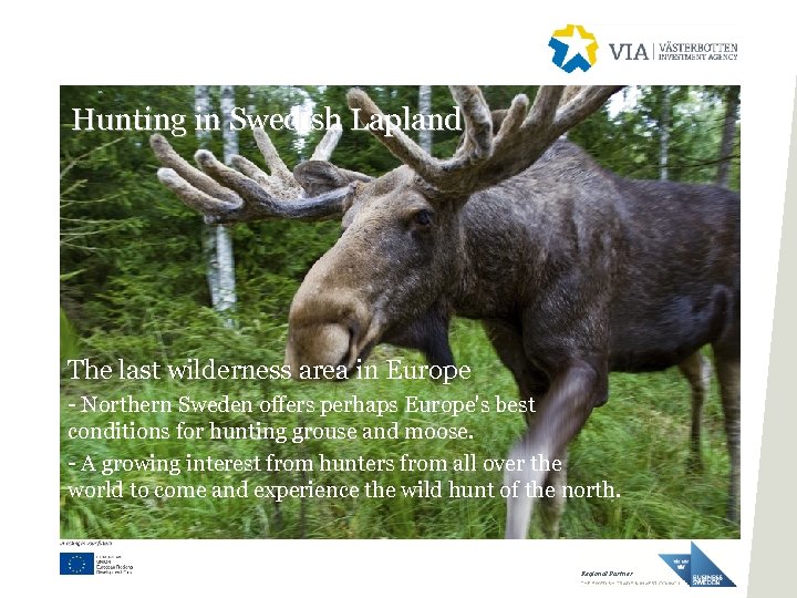 Hunting in Swedish Lapland The last wilderness area in Europe - Northern Sweden offers