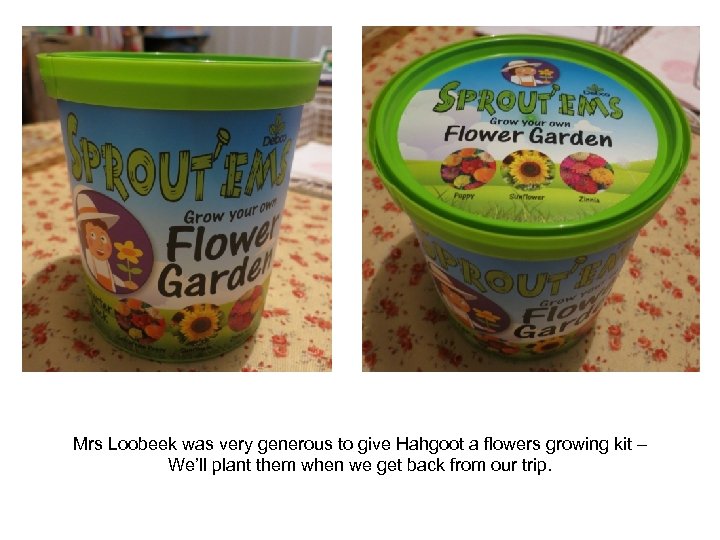 Mrs Loobeek was very generous to give Hahgoot a flowers growing kit – We’ll