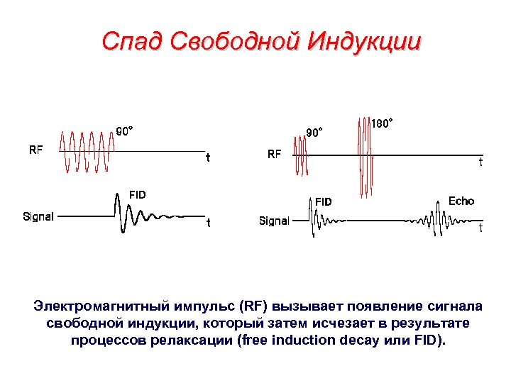 Спад Свободной Индукции Электромагнитный импульс (RF) вызывает появление сигнала свободной индукции, который затем исчезает
