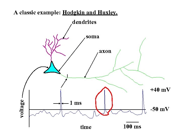 A classic example: Hodgkin and Huxley. dendrites soma axon voltage +40 m. V 1