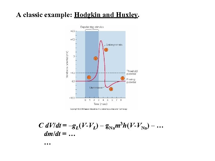 A classic example: Hodgkin and Huxley. C d. V/dt = –g. L(V-VL) – g.