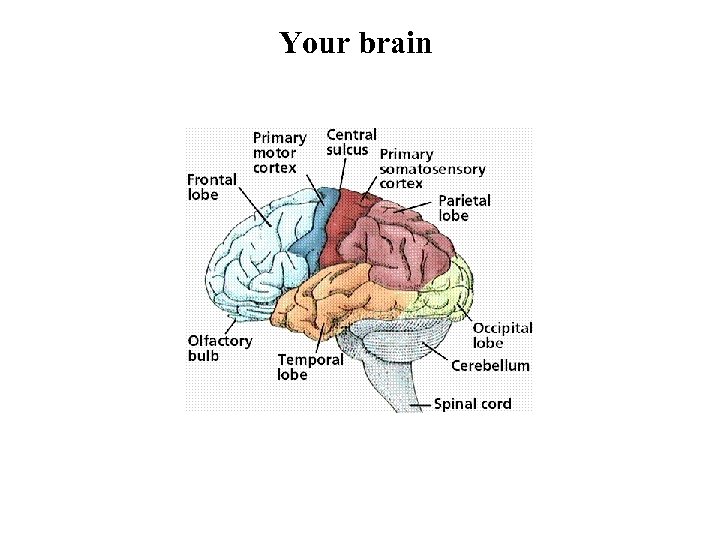 Your brain 