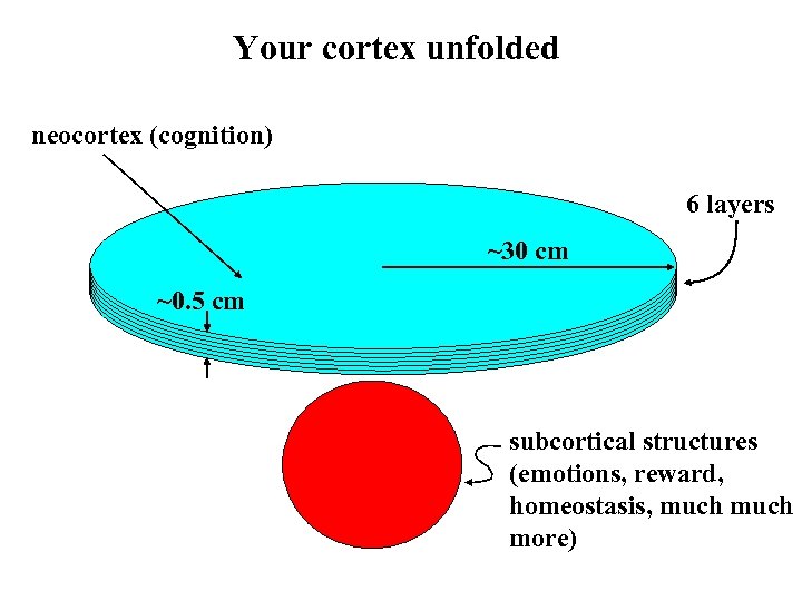Your cortex unfolded neocortex (cognition) 6 layers ~30 cm ~0. 5 cm subcortical structures