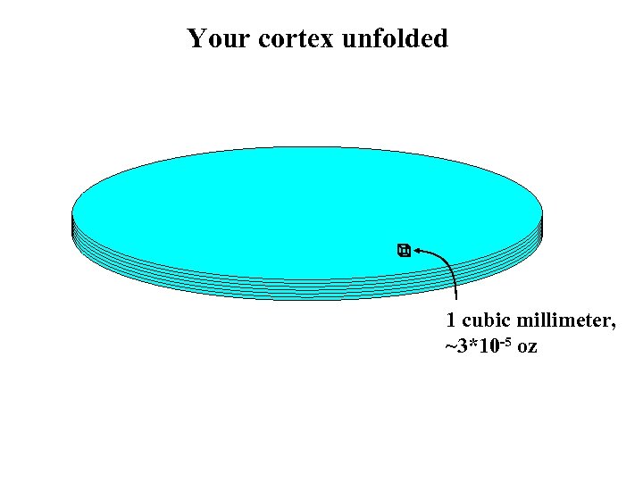Your cortex unfolded 1 cubic millimeter, ~3*10 -5 oz 