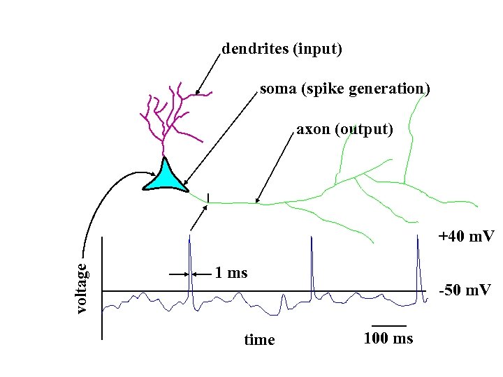 dendrites (input) soma (spike generation) axon (output) voltage +40 m. V 1 ms time