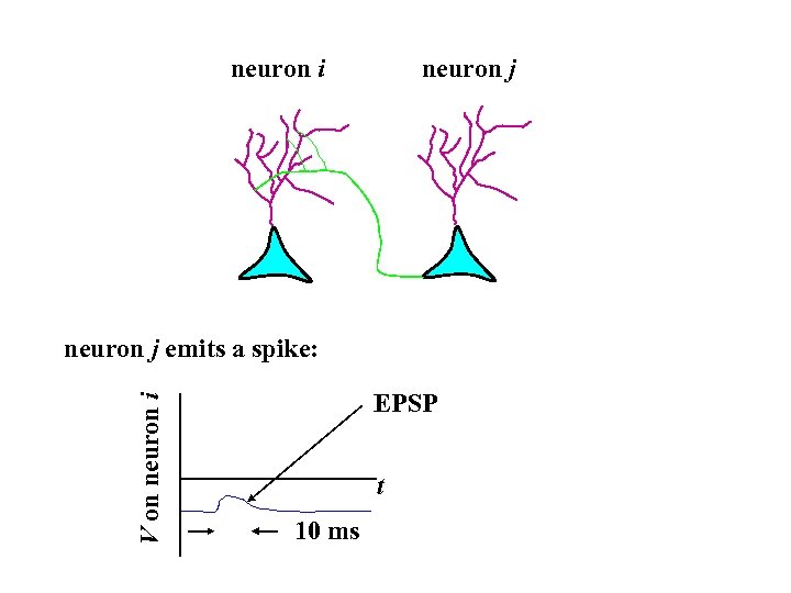 neuron i neuron j V on neuron i neuron j emits a spike: EPSP