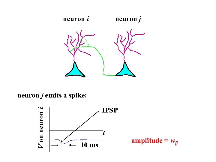 neuron i neuron j V on neuron i neuron j emits a spike: IPSP