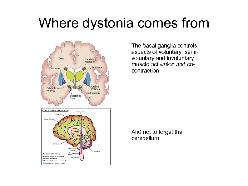 Where dystonia comes from The basal ganglia controls aspects of voluntary, semivoluntary and involuntary