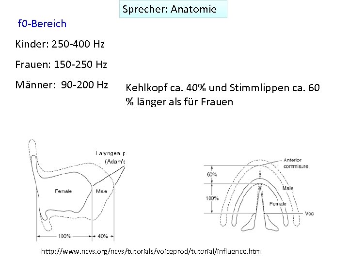 Sprecher: Anatomie f 0 -Bereich Kinder: 250 -400 Hz Frauen: 150 -250 Hz Männer: