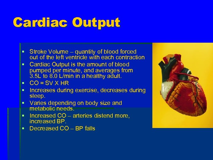 Cardiac Output § Stroke Volume – quantity of blood forced out of the left