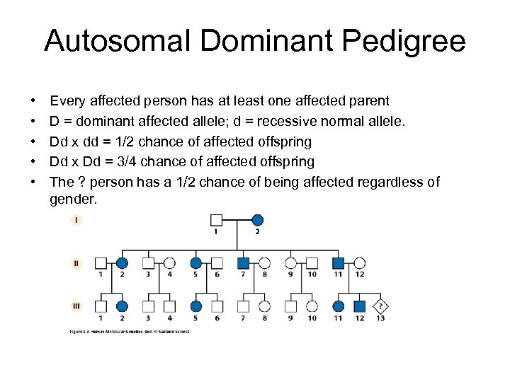 Autosomal Dominant Pedigree • • • Every affected person has at least one affected