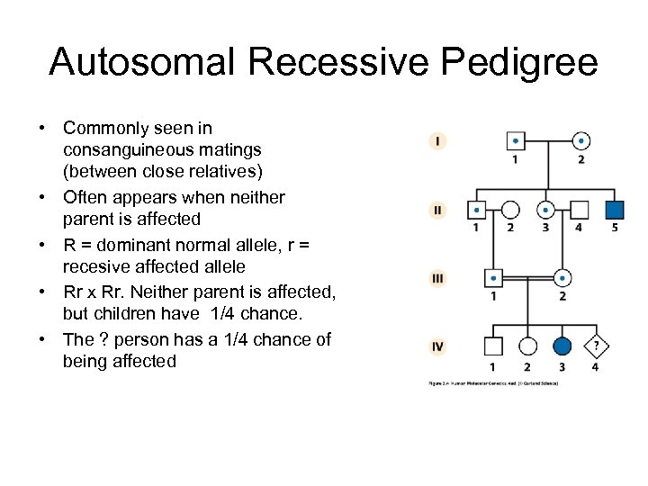 Autosomal Recessive Pedigree • Commonly seen in consanguineous matings (between close relatives) • Often