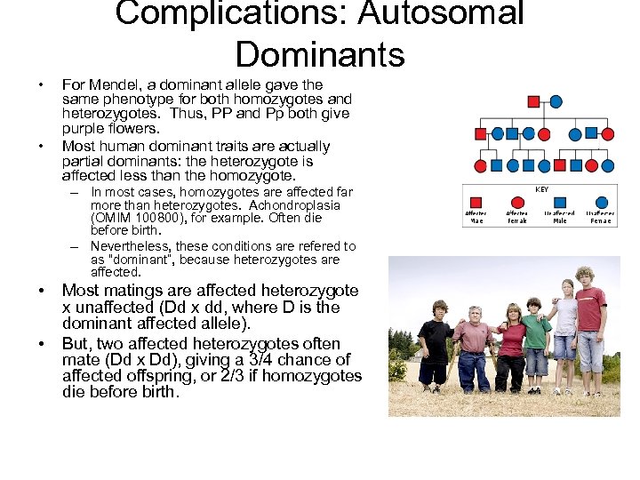 Complications: Autosomal Dominants • • For Mendel, a dominant allele gave the same phenotype