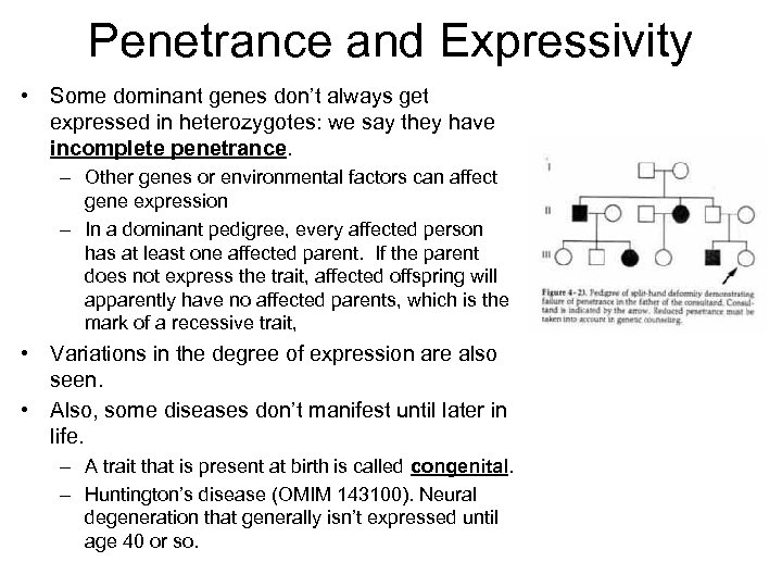 Penetrance and Expressivity • Some dominant genes don’t always get expressed in heterozygotes: we