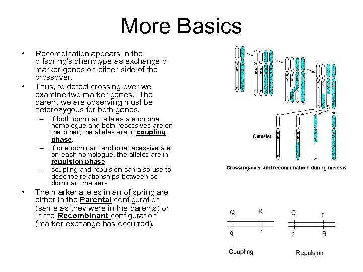 More Basics • • Recombination appears in the offspring’s phenotype as exchange of marker