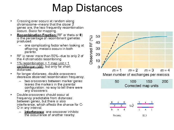 Map Distances • • • Crossing over occurs at random along chromosome--means that the