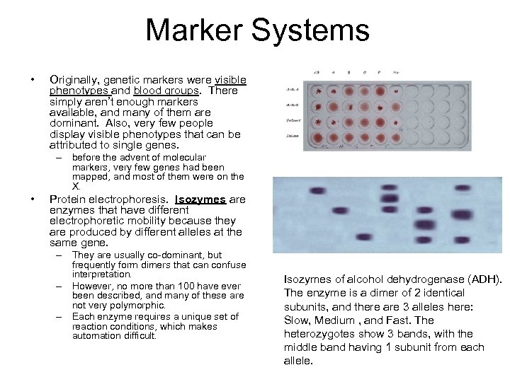 Marker Systems • Originally, genetic markers were visible phenotypes and blood groups. There simply