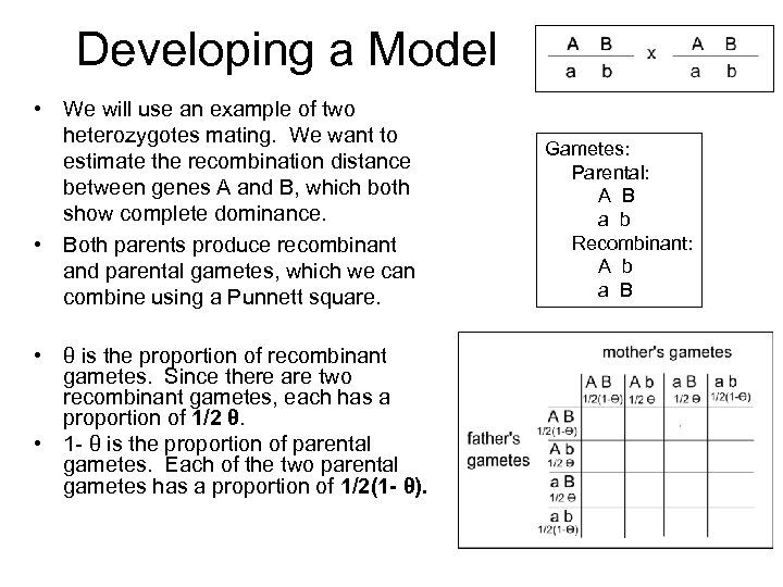 Developing a Model • We will use an example of two heterozygotes mating. We