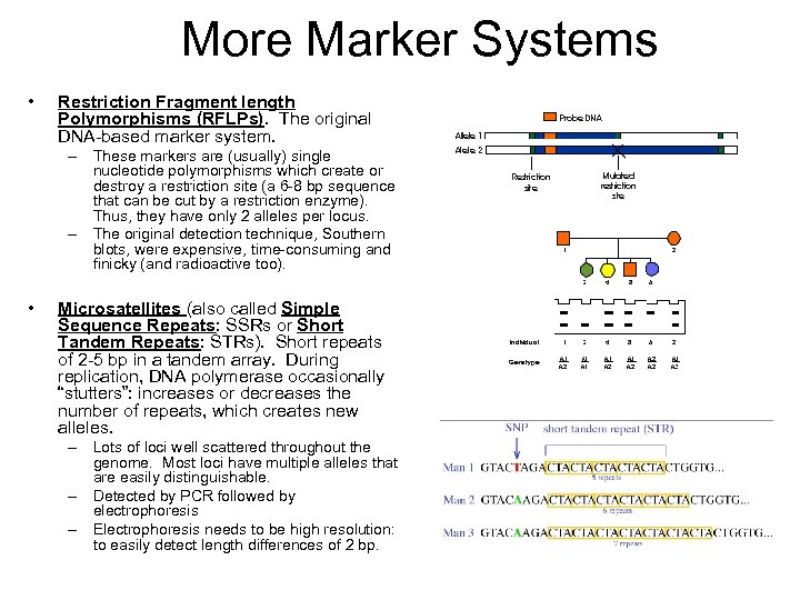 More Marker Systems • Restriction Fragment length Polymorphisms (RFLPs). The original DNA-based marker system.