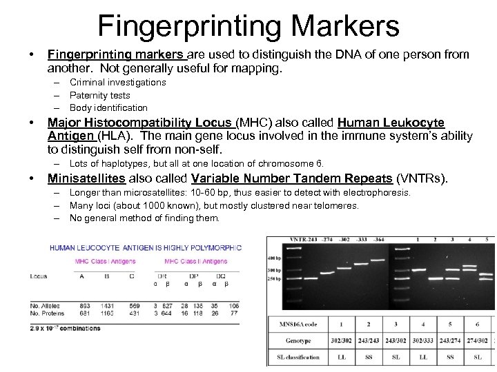 Fingerprinting Markers • Fingerprinting markers are used to distinguish the DNA of one person