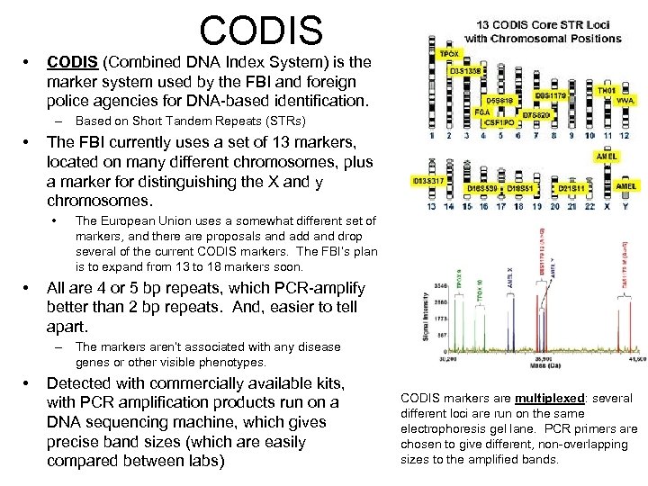  • CODIS (Combined DNA Index System) is the marker system used by the