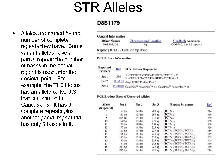 STR Alleles • Alleles are named by the number of complete repeats they have.