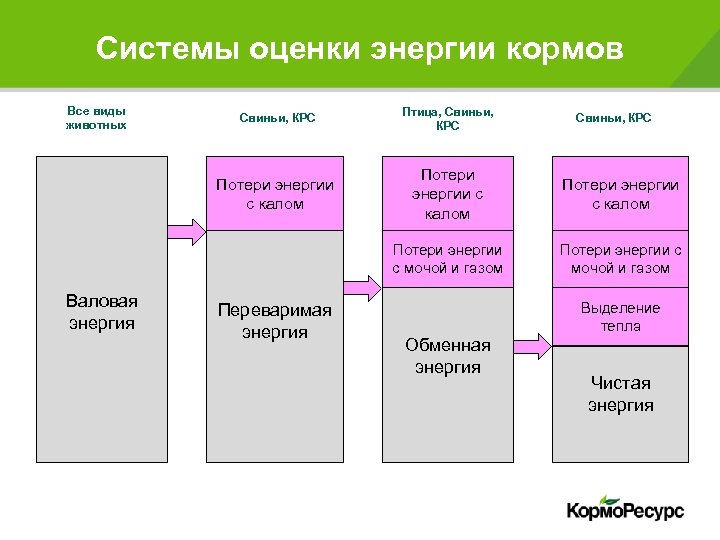 Системы оценки энергии кормов Все виды животных Птица, Свиньи, КРС Потери энергии с калом