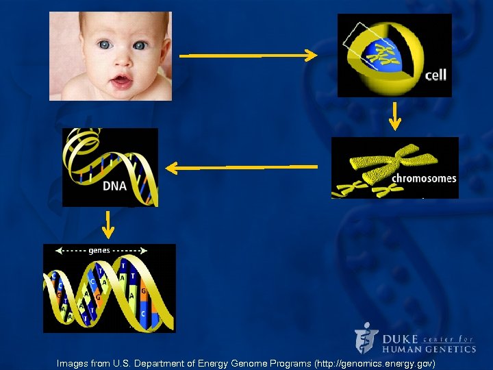Images from U. S. Department of Energy Genome Programs (http: //genomics. energy. gov) 
