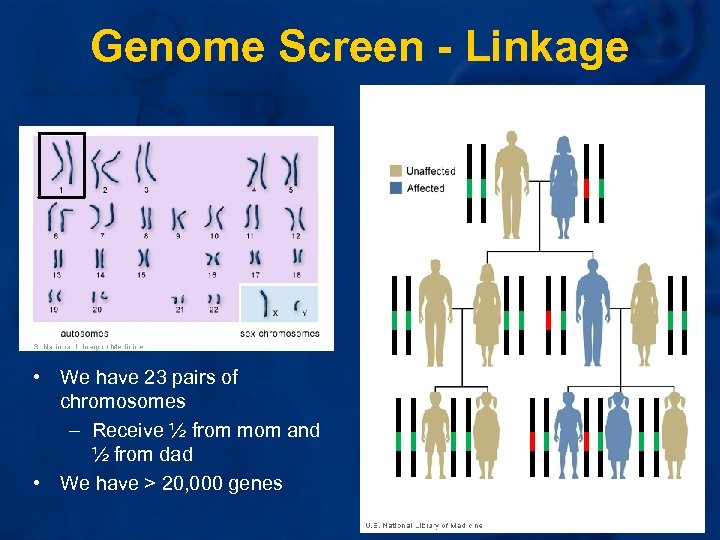 Genome Screen - Linkage • We have 23 pairs of chromosomes – Receive ½