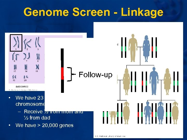 Genome Screen - Linkage Follow-up • We have 23 pairs of chromosomes – Receive